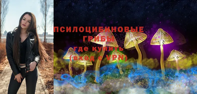 Псилоцибиновые грибы Psilocybe  Красноармейск 